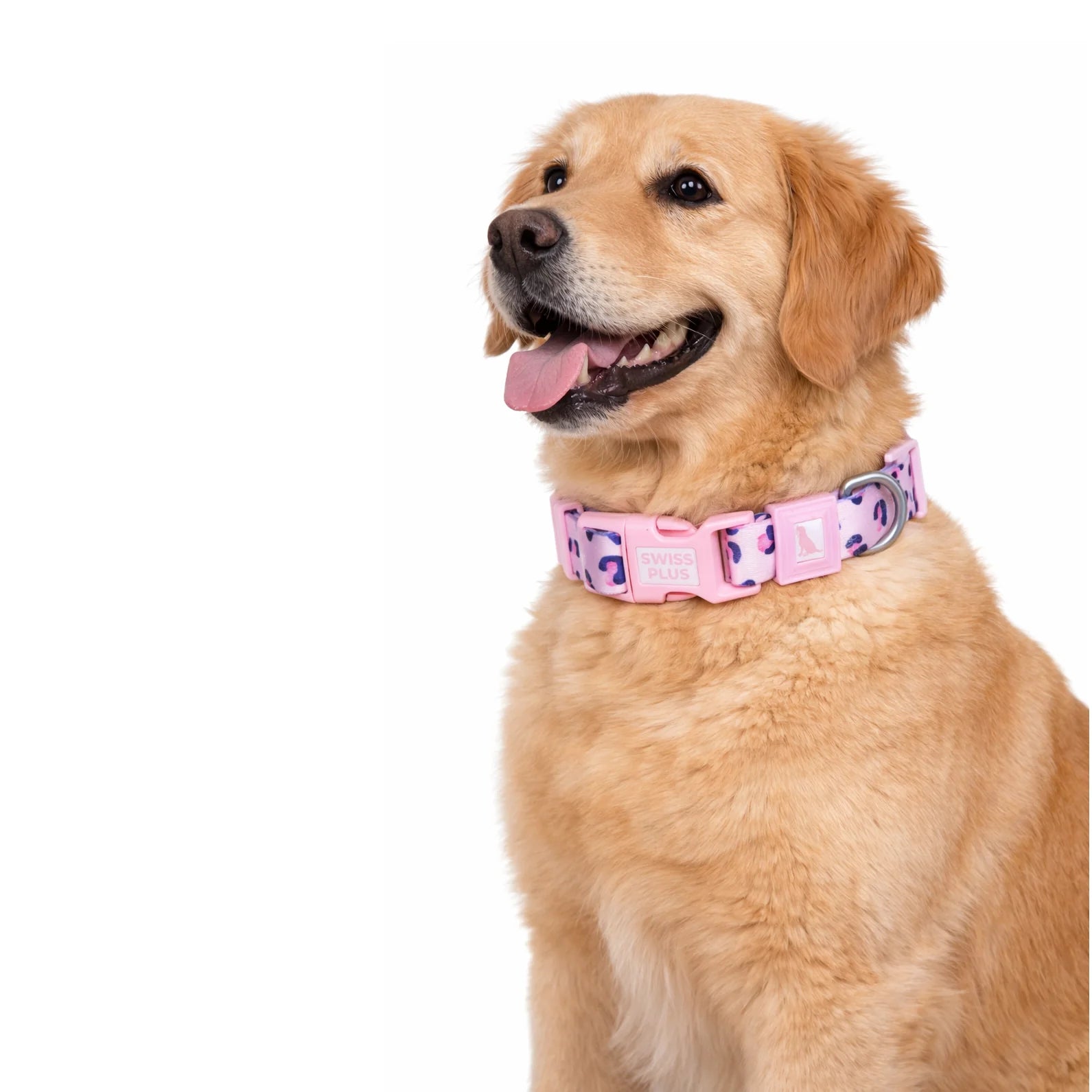 Dog wearing a pink collar with a leopard print pattern on a white background